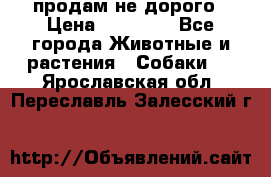 продам не дорого › Цена ­ 10 000 - Все города Животные и растения » Собаки   . Ярославская обл.,Переславль-Залесский г.